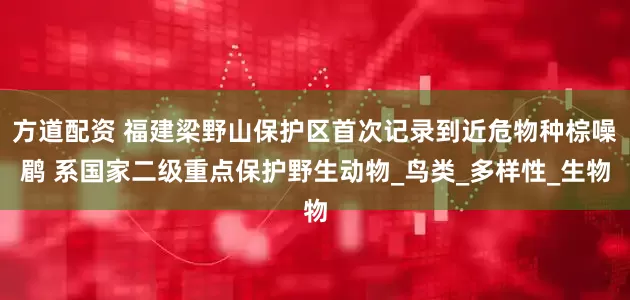 方道配资 福建梁野山保护区首次记录到近危物种棕噪鹛 系国家二级重点保护野生动物_鸟类_多样性_生物