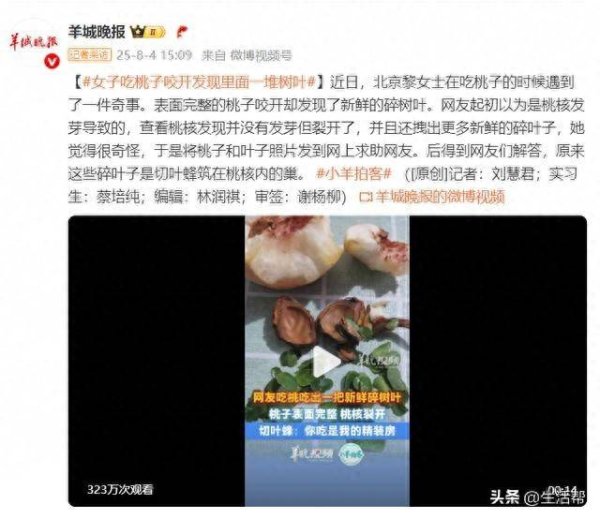 凯丰配资 女子吃桃子咬开发现里面一堆树叶，网友：切叶蜂筑的巢